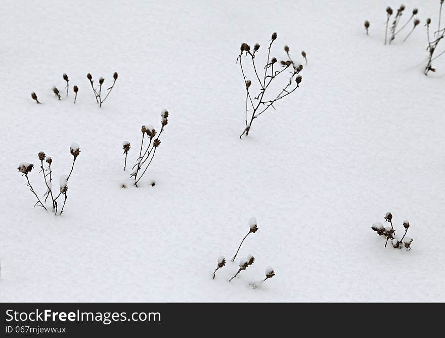 Dry Grass Covered With Snow