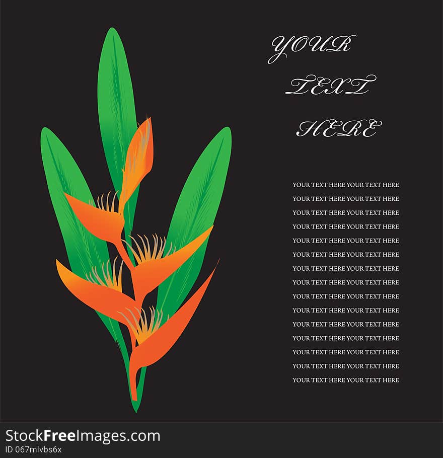 Heliconia Flower Background