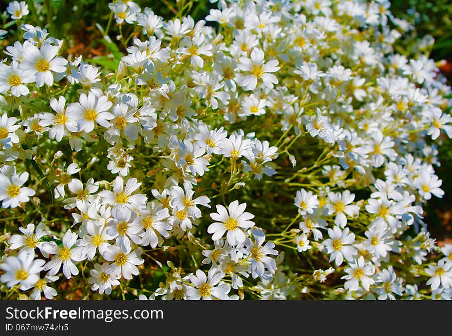 Little white flowers closeup, background