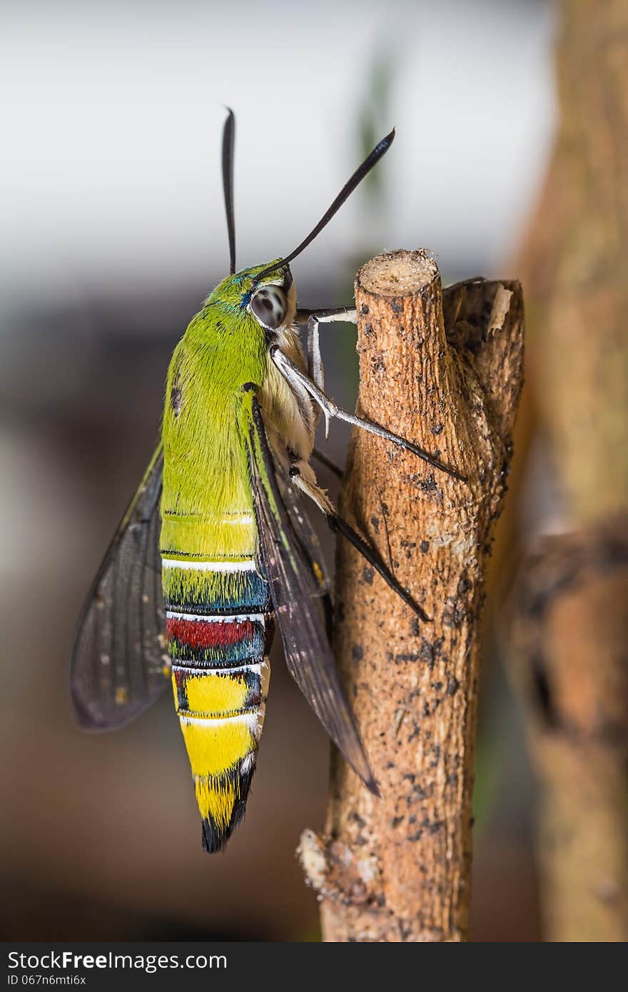 Close up of pellucid hawk moth or greenish hyaline hawk moth (Cephonodes hylas Linnaeus) resting on stick, side view