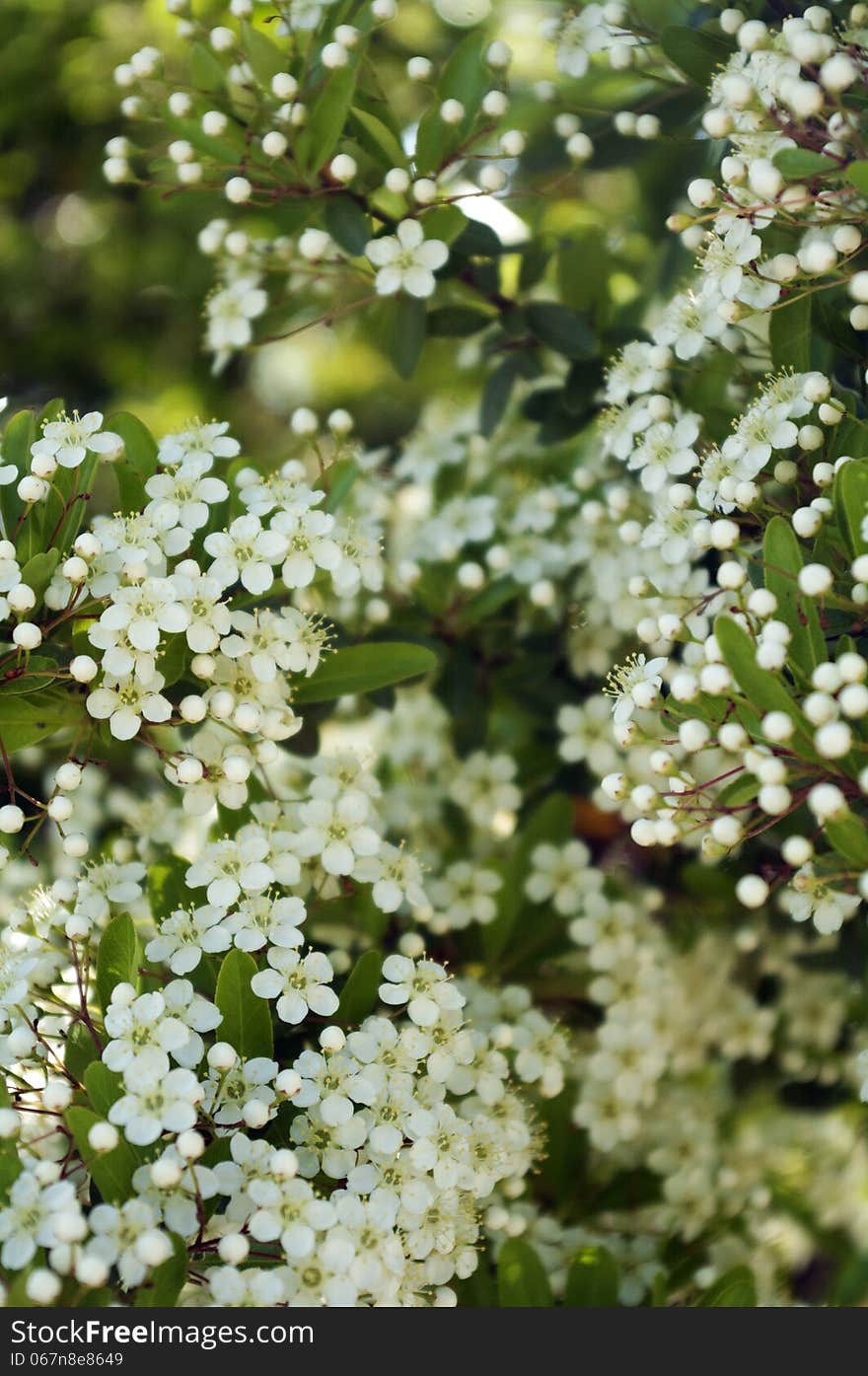 Little white flowers, blossomed tree.