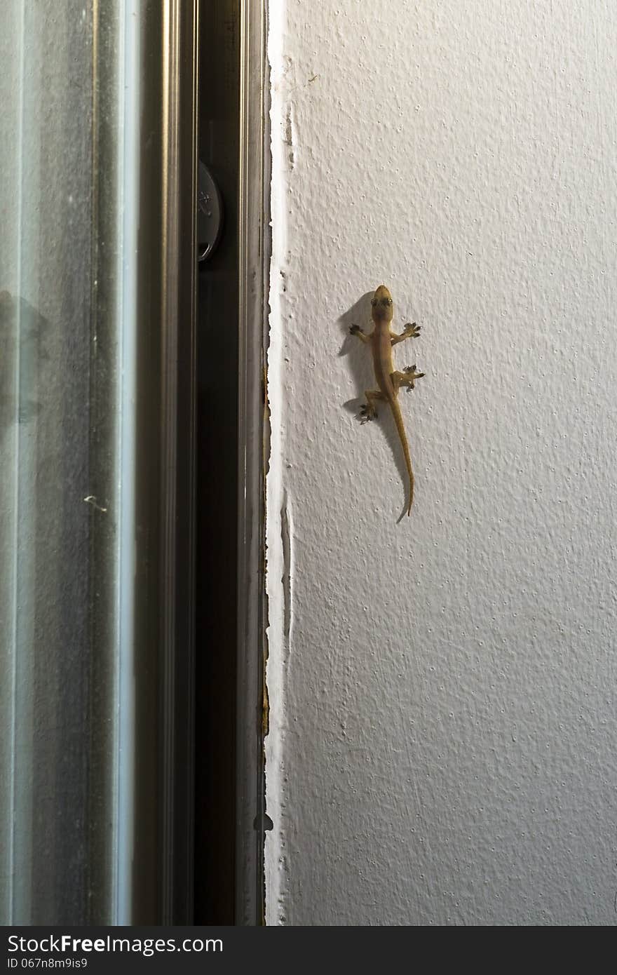 Gecko On The Wall