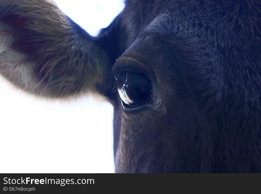 Black Calf - close up - white background. Black Calf - close up - white background