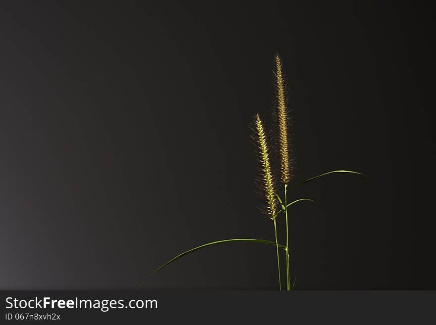 grass spikelet