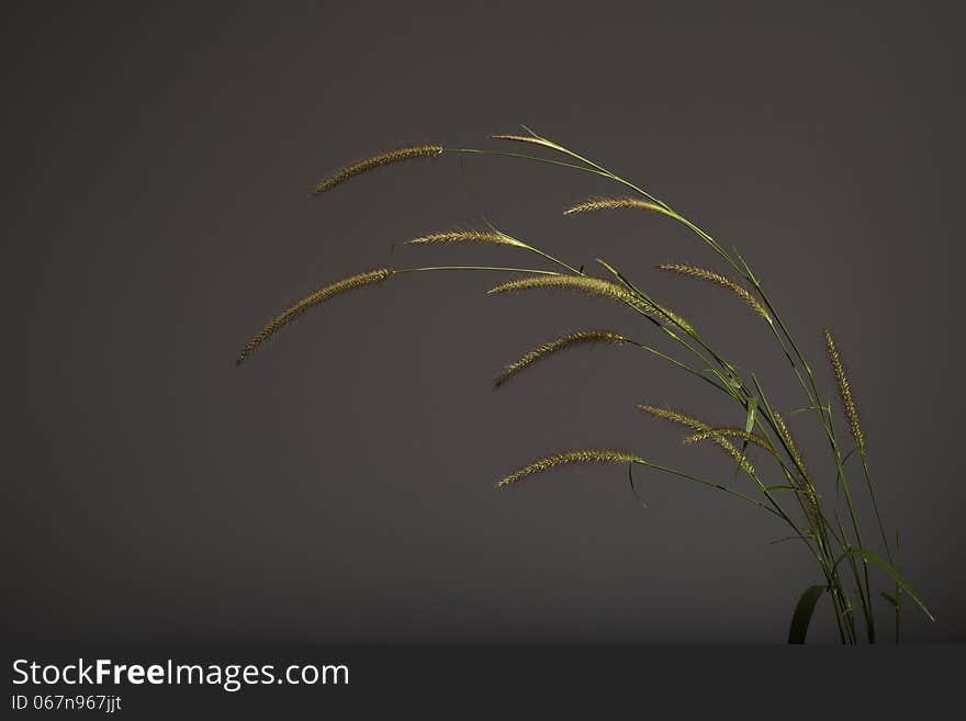 grass spikelet