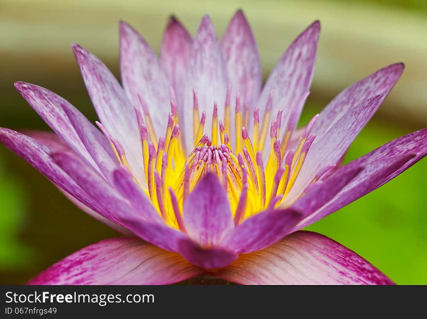 Pink Lotus Flower