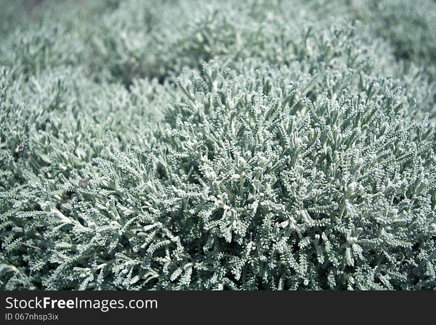 Green plant background, winter close up. Green plant background, winter close up