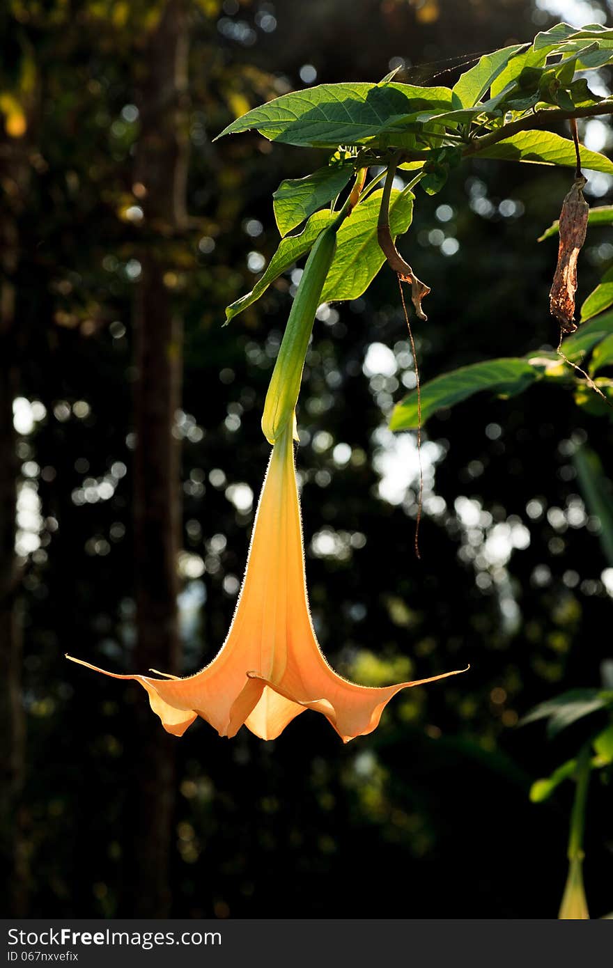 Datura stramonium flower in the garden