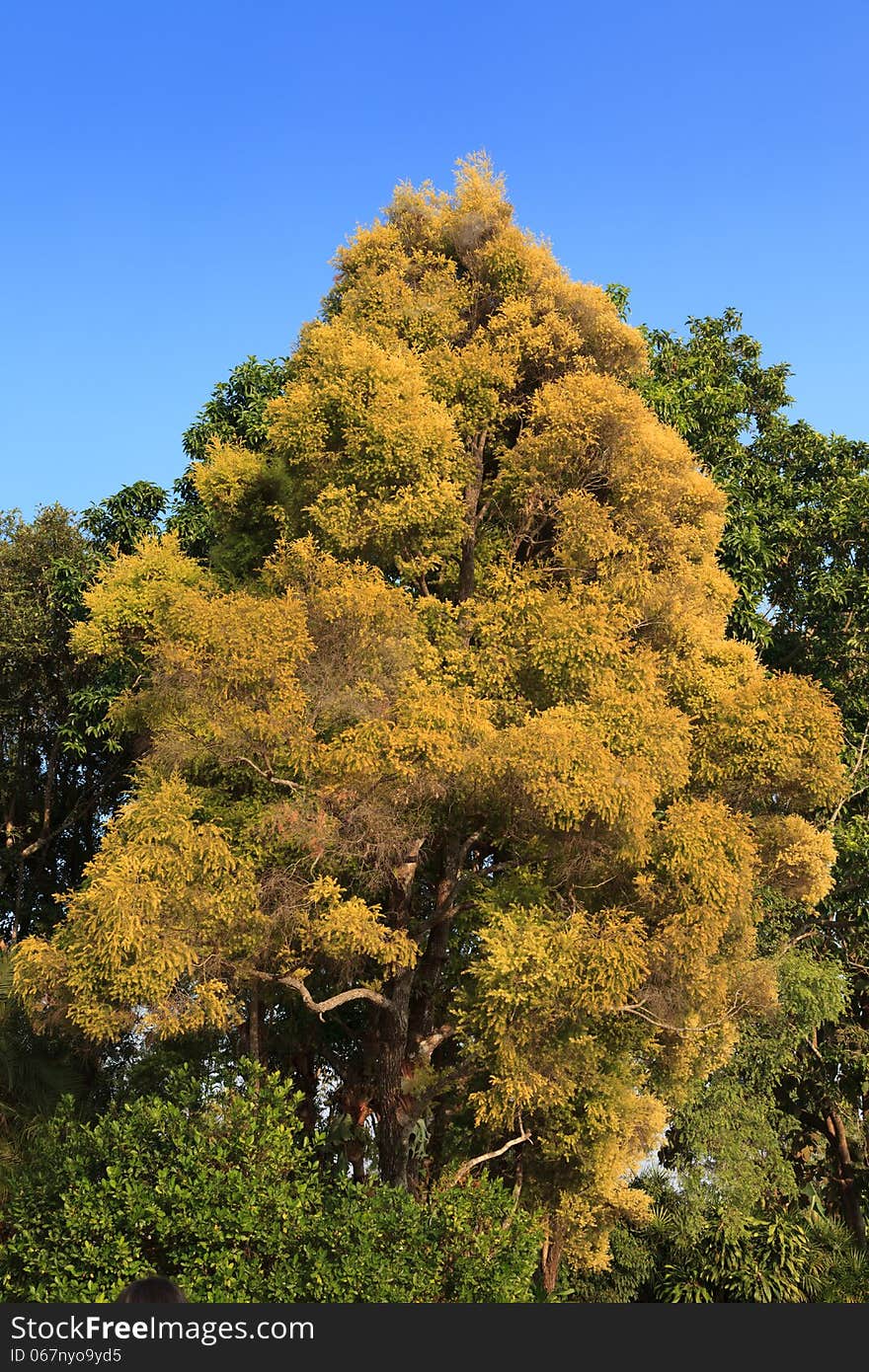 Single yellow colored autumn tree standing in the park