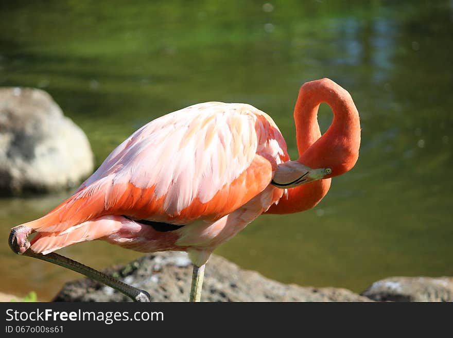 Flamingo