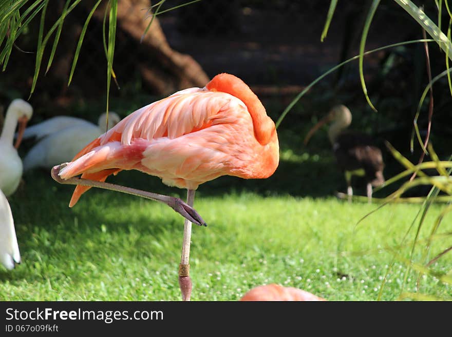 Flamingo