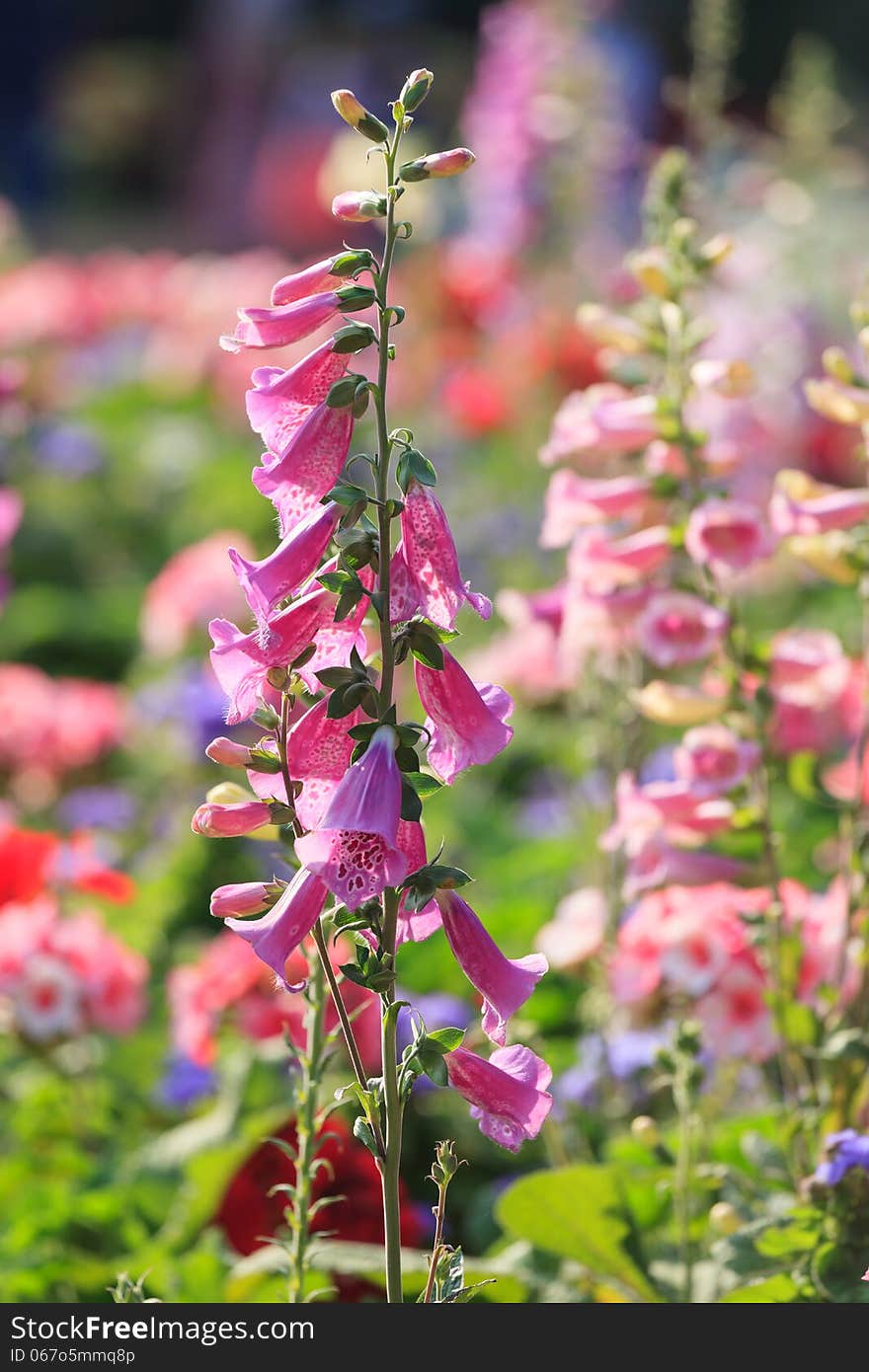 Colorful foxglove flowers (digitalis purpurea) in the garden