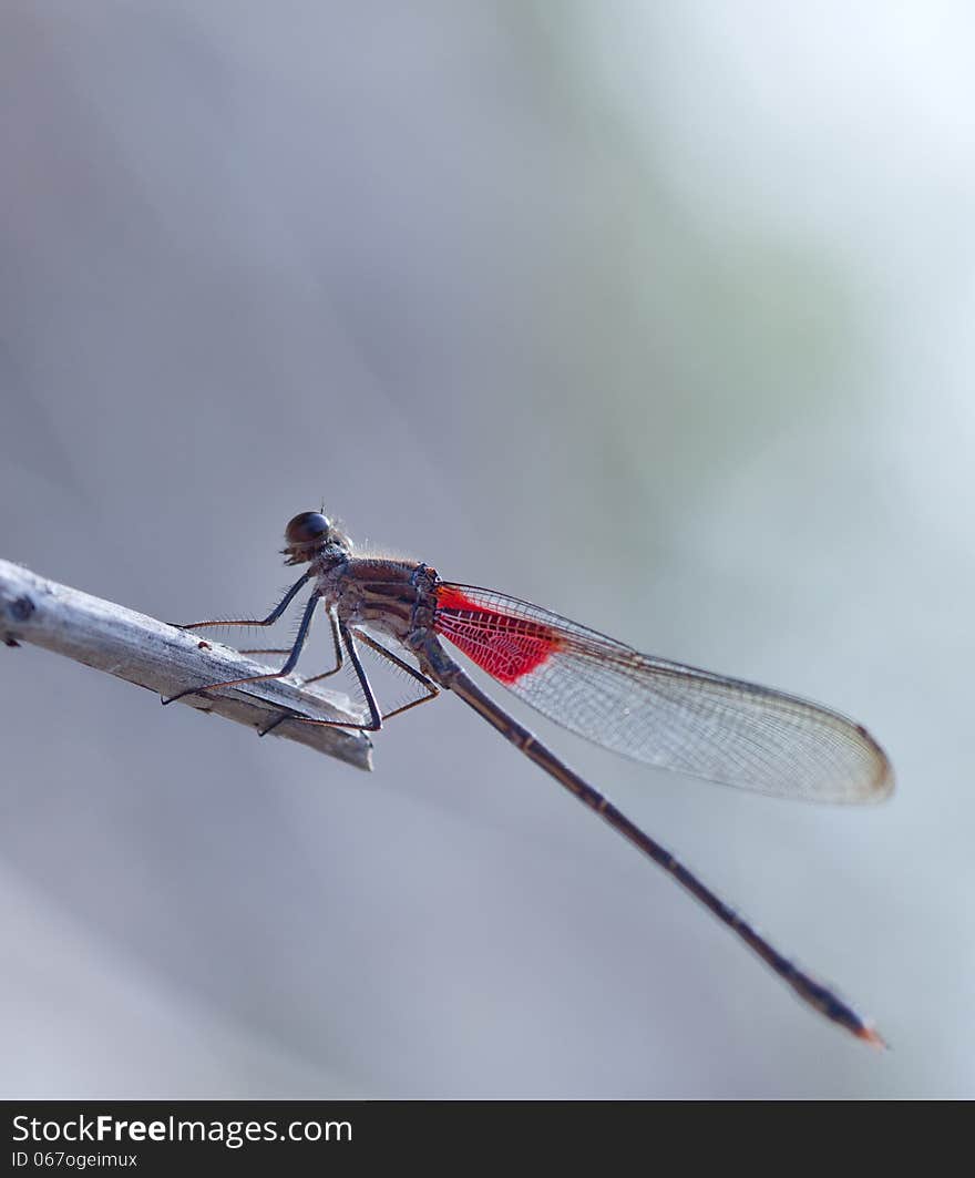 American Rubyspot (Hetaerina americana) perched on a twig