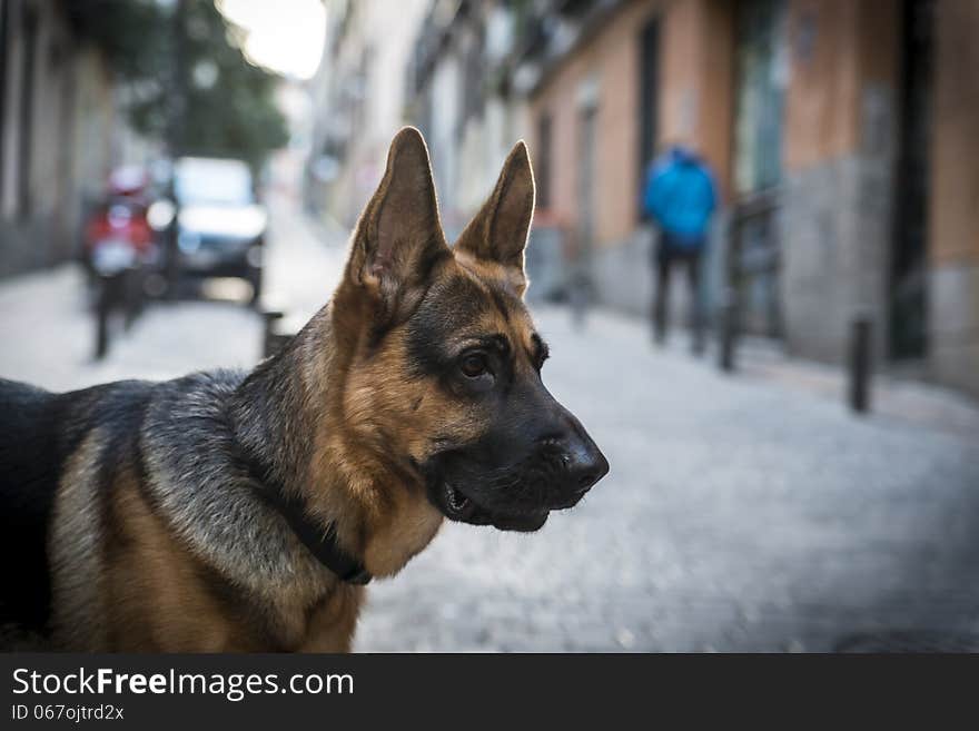 Portrait of purebred german shepherd