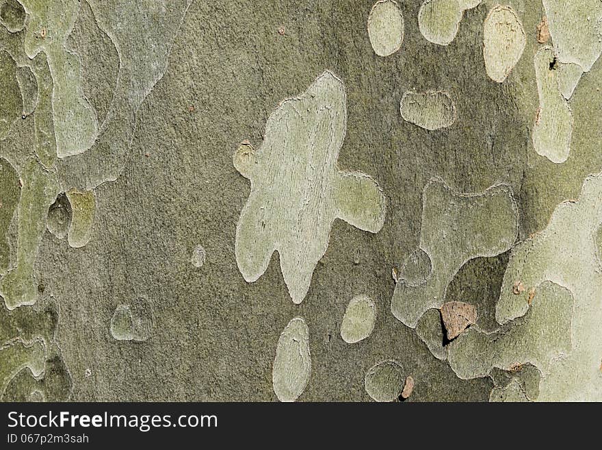 Bark of tree detail close-up