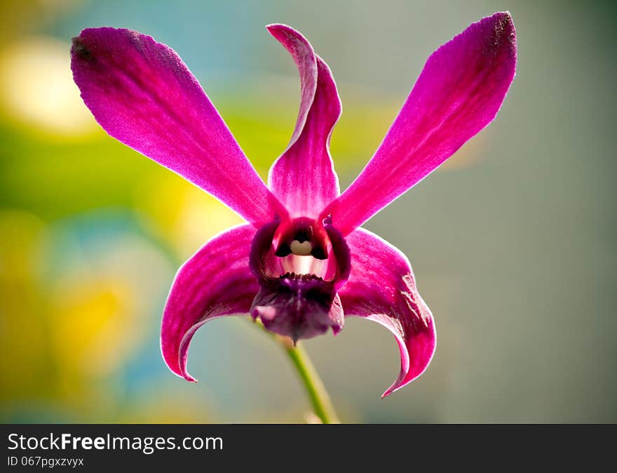 A single violet orchid in garden background