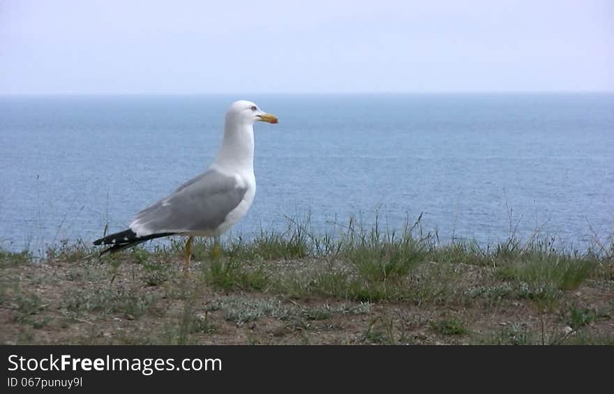 Large breed seagull takes off and hides under the precipice at the background of blue sea and the pure blue sky. Large breed seagull takes off and hides under the precipice at the background of blue sea and the pure blue sky