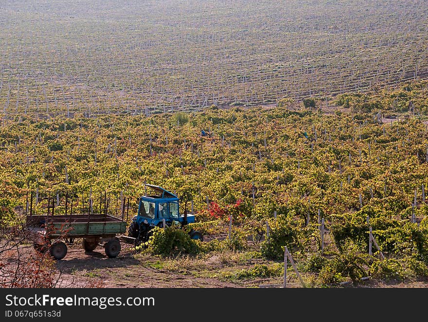 Grape harvest