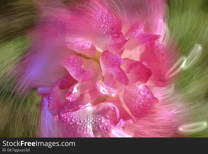 Abstract pink rose flower with dew or water drops on it and bokeh
