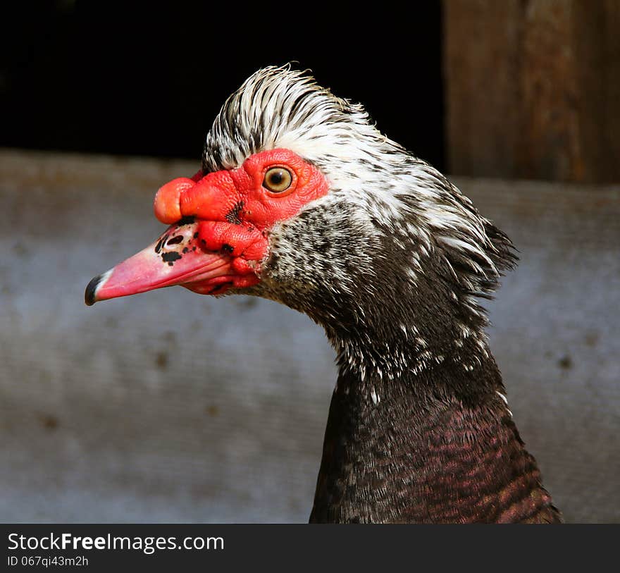 Closeup image of a Muscovy duck in the farmyard. Closeup image of a Muscovy duck in the farmyard