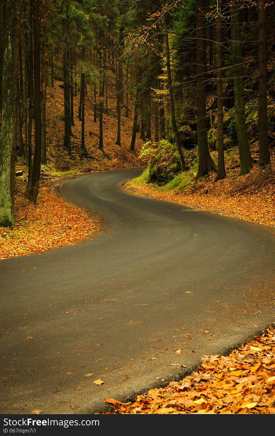 Empty asphalt road in autumn forest. Empty asphalt road in autumn forest