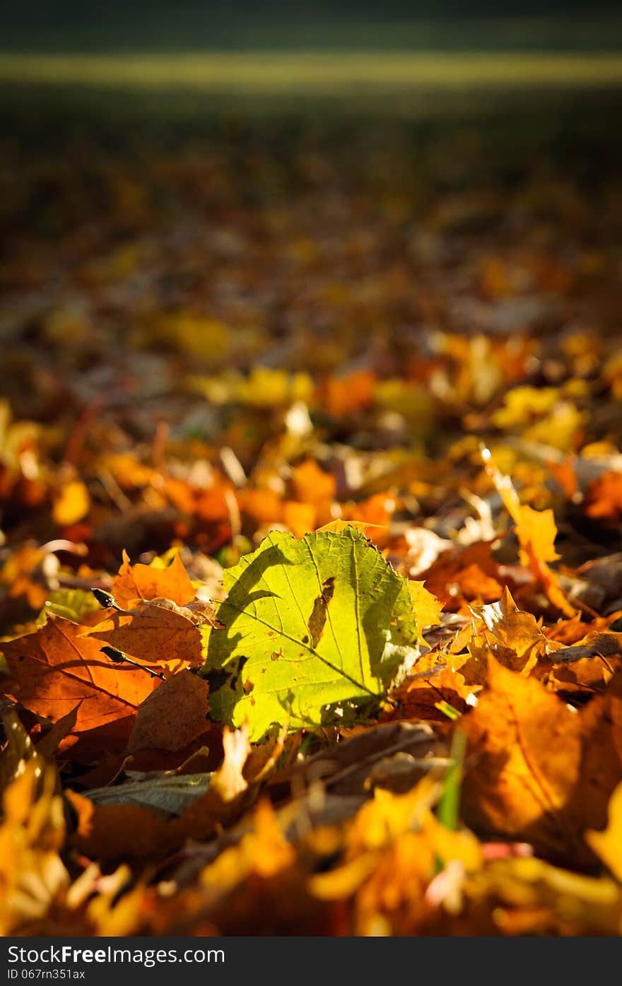 Colorful Autumn Leaves