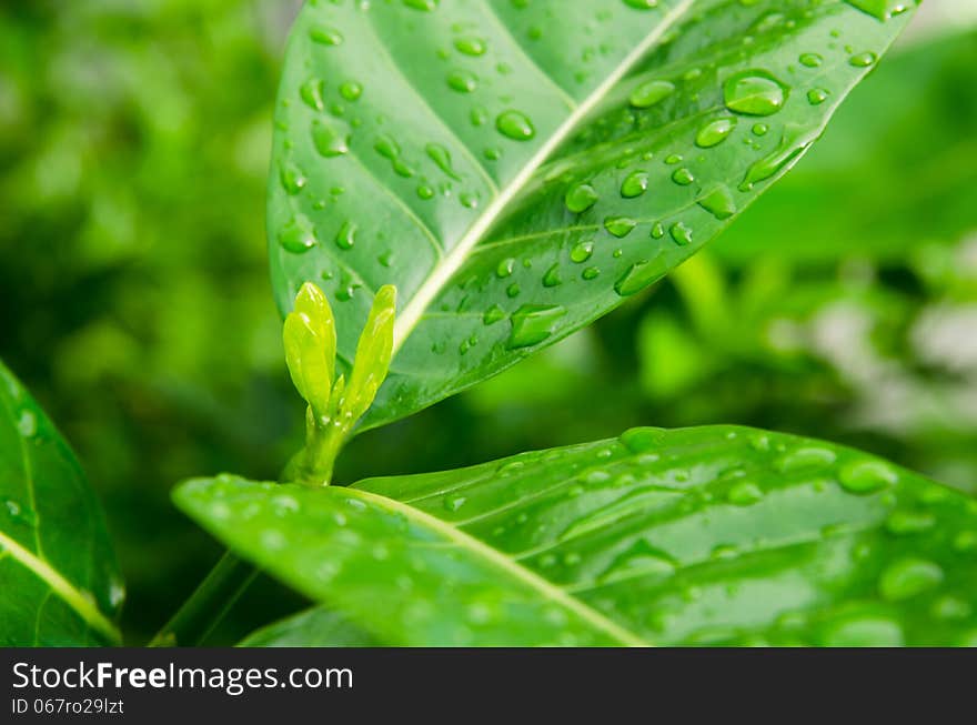 Leaf of tree against rain drops on surface macro background