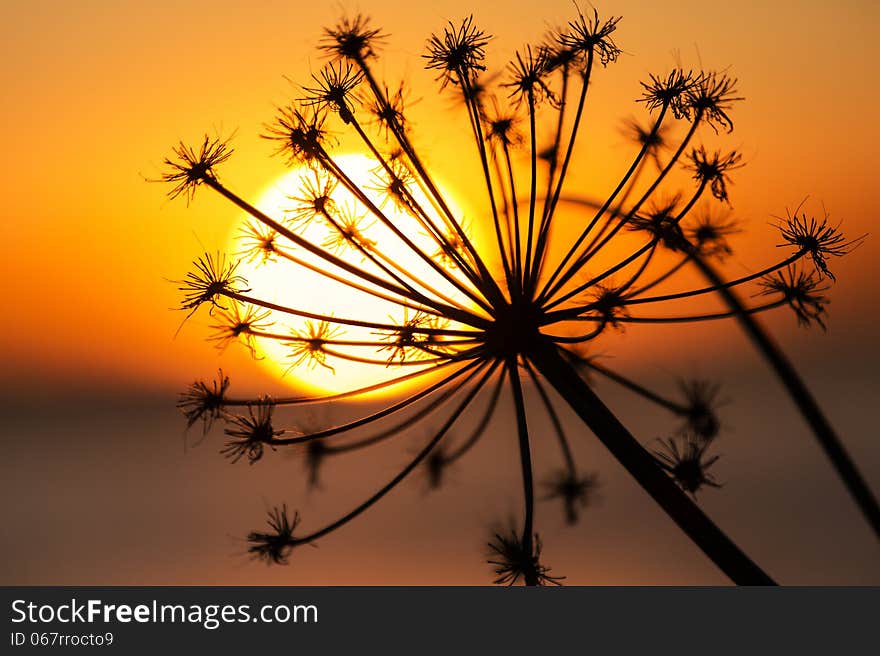 Silhouette of angelica