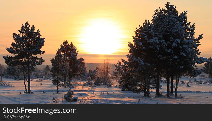 Beautiful Sunset in frosty winter day in the forest. Beautiful Sunset in frosty winter day in the forest