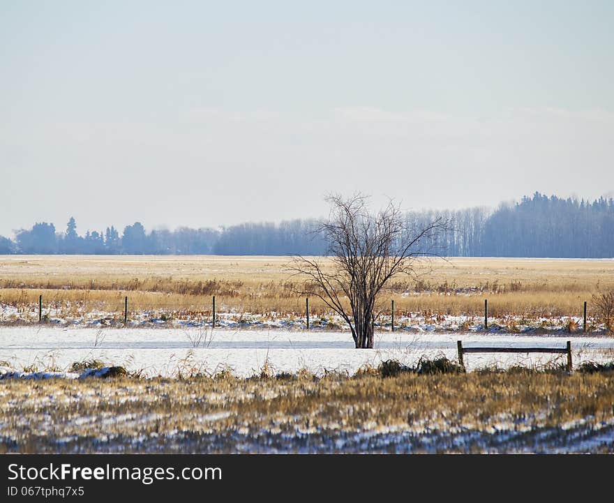 A bare tree by a fence