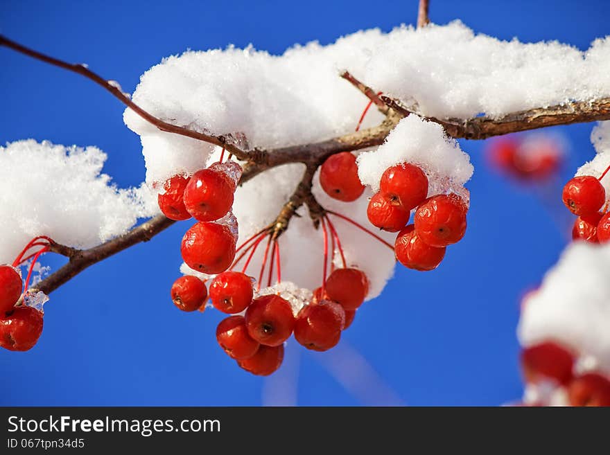 Red berries on a vine