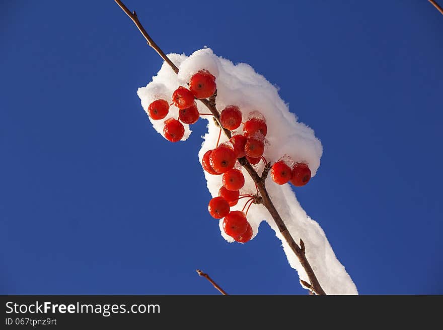 Cluster of red berries on a snow covered branch. Cluster of red berries on a snow covered branch