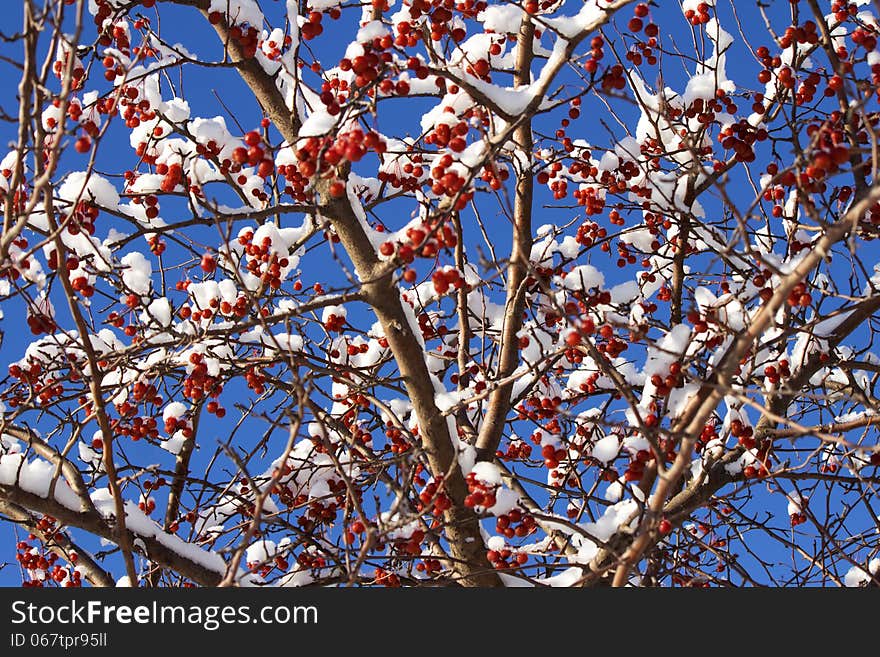 Red snow covered berries