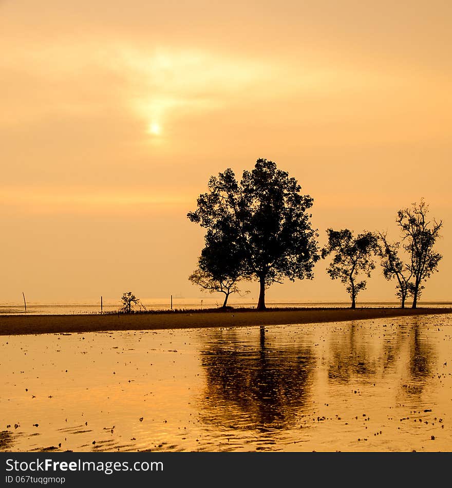 Silhouetted trees by the beach at sunset. Silhouetted trees by the beach at sunset