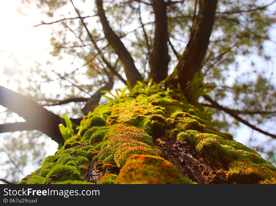 Algae that live in the trunk of a tree and morning sunlight. Algae that live in the trunk of a tree and morning sunlight