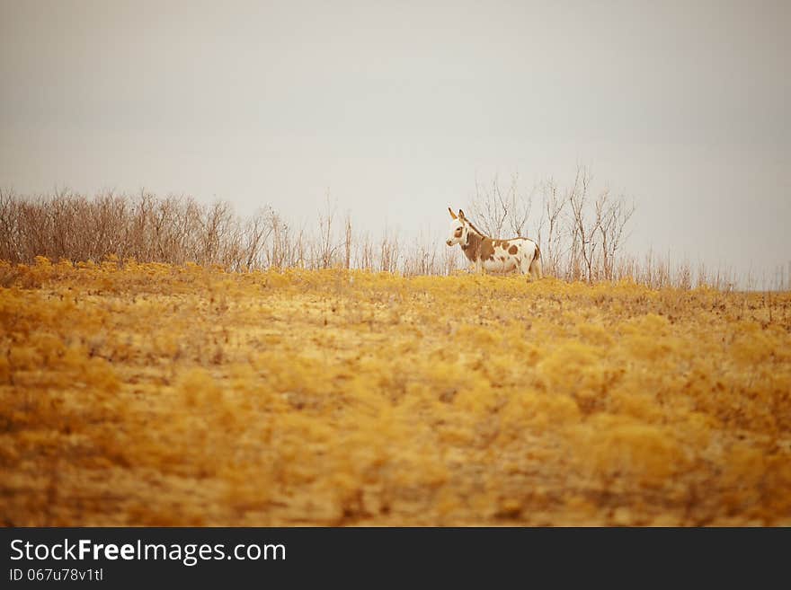 Landscape photo of a jenny in a field. Landscape photo of a jenny in a field