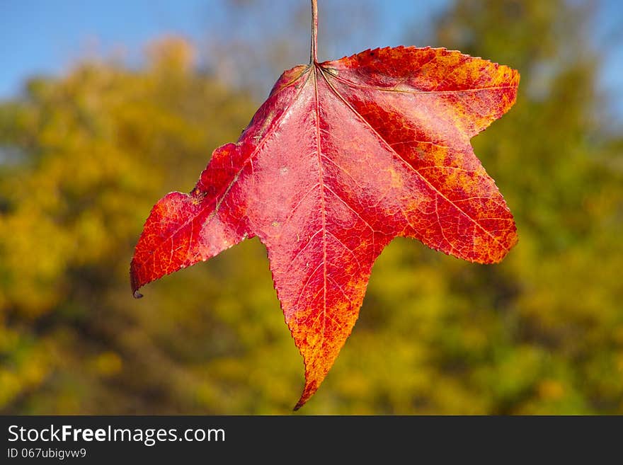 Beautiful fall colors mark the beginning of Autumn. Beautiful fall colors mark the beginning of Autumn.