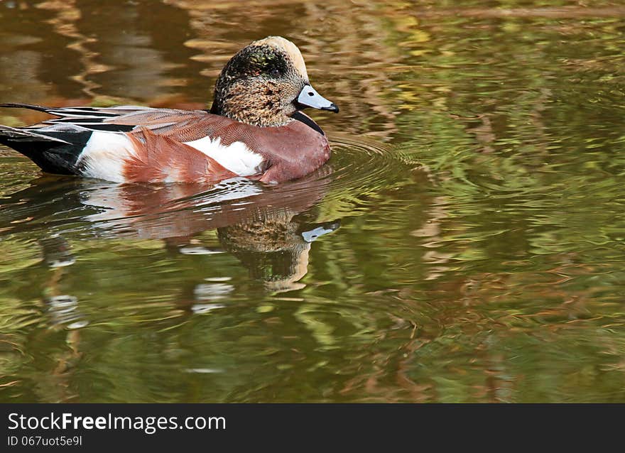 American Widgeon Waterfowl Floating In Green Water. American Widgeon Waterfowl Floating In Green Water