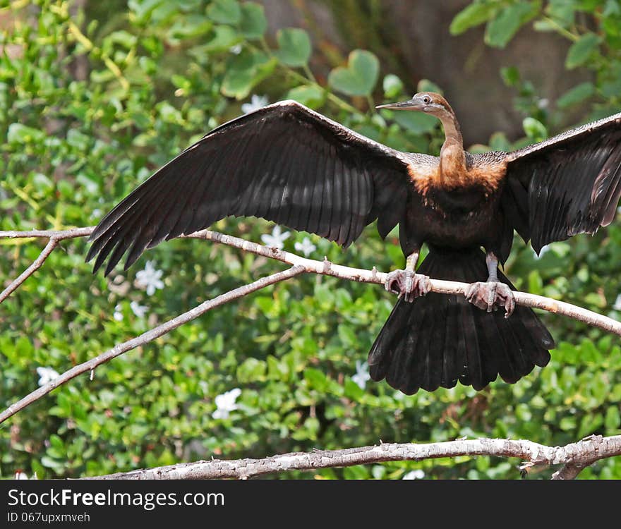 Anhinga Waterbird Drying Wings In Sunshine