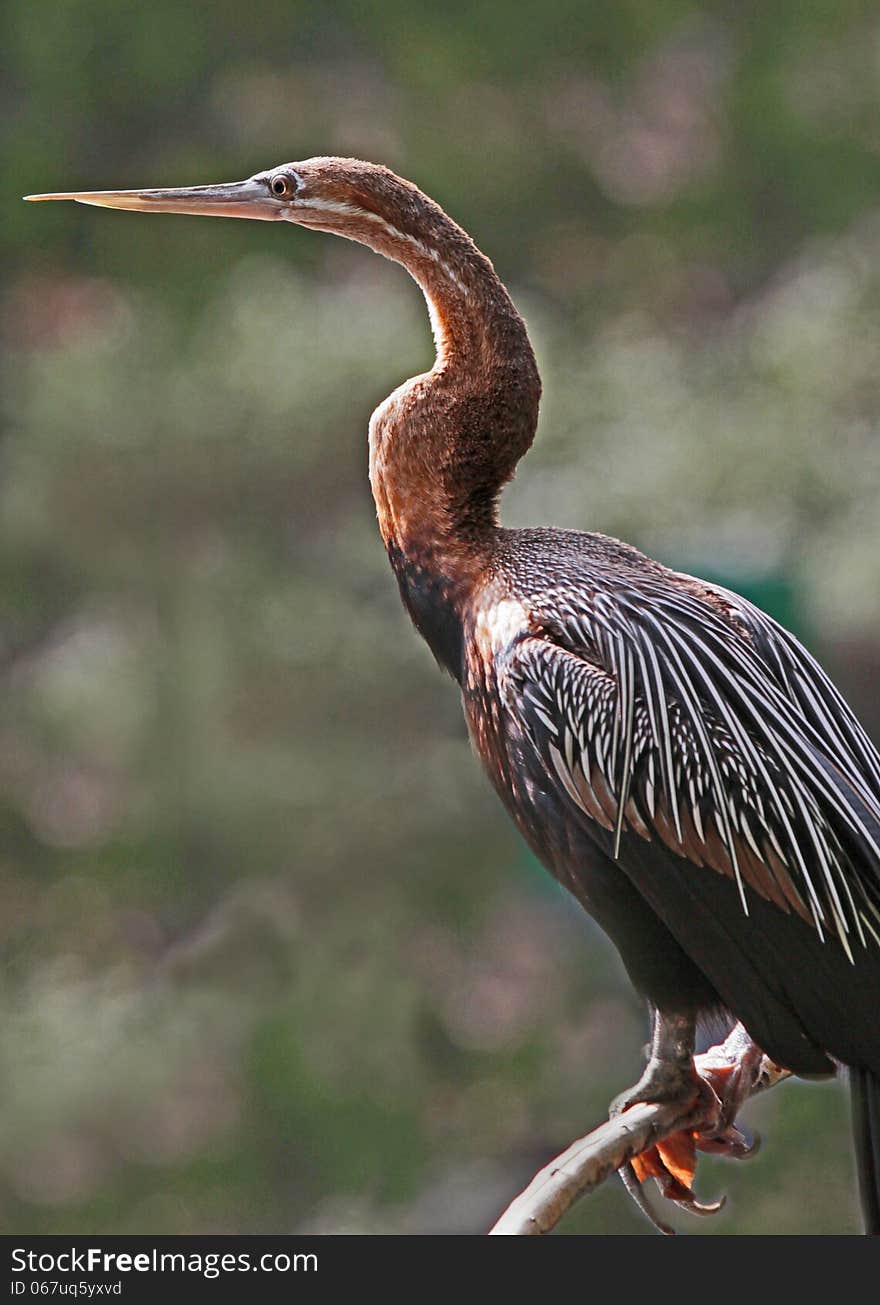 Anhinga Waterbird Profile Pose In Sunshine