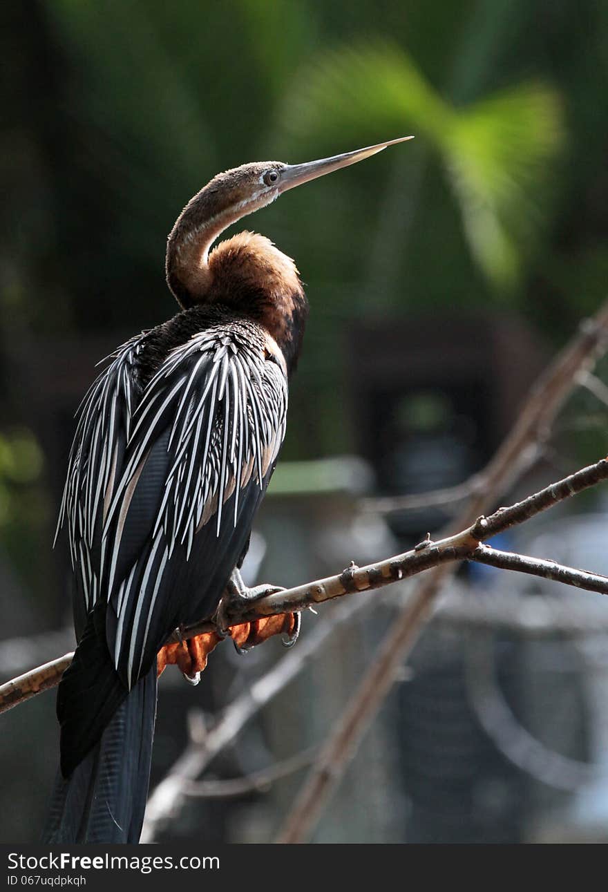 Anhinga Waterbird Profile Pose In Sunshine