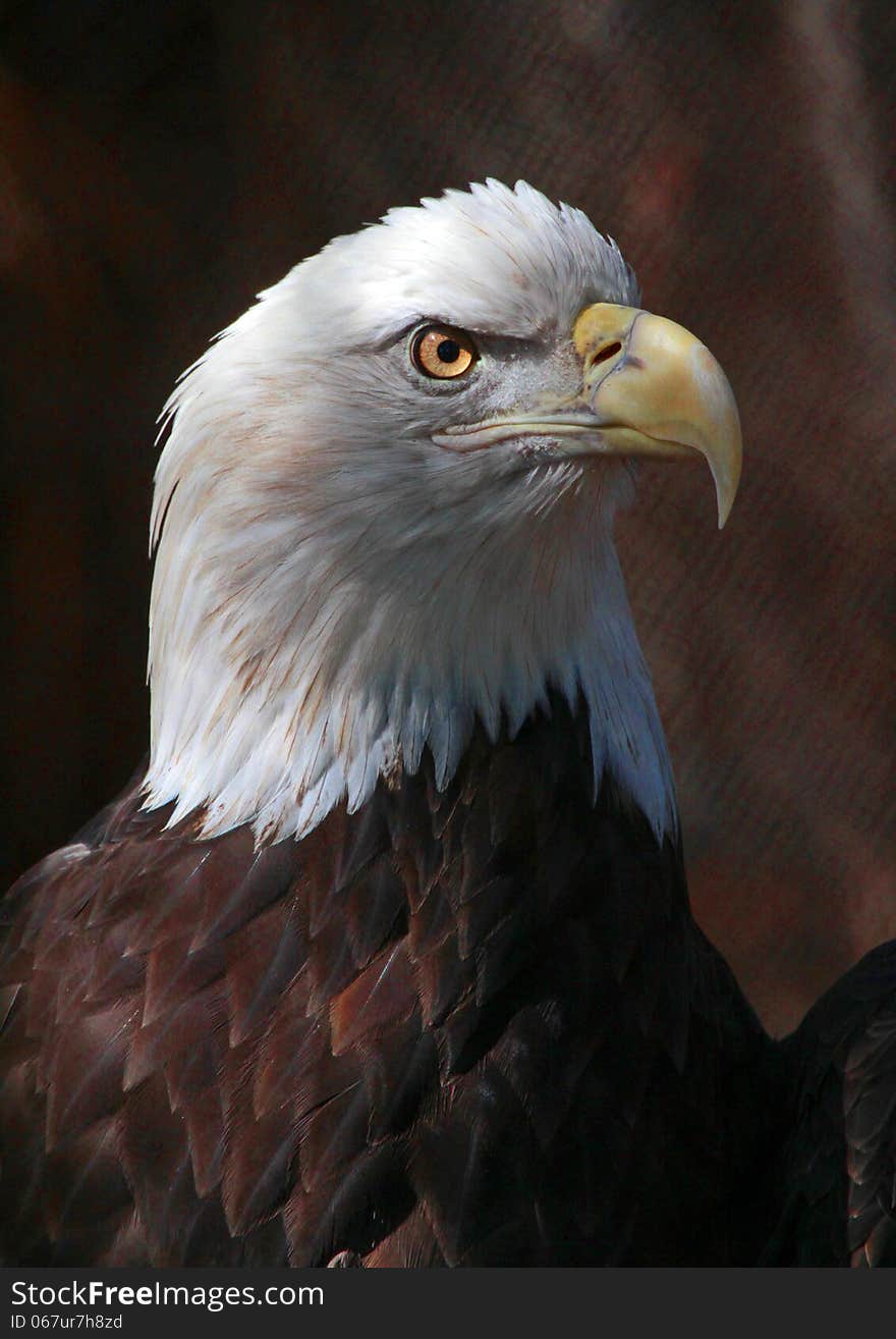 Close Up Detail Portrait Of American Bald Eagle