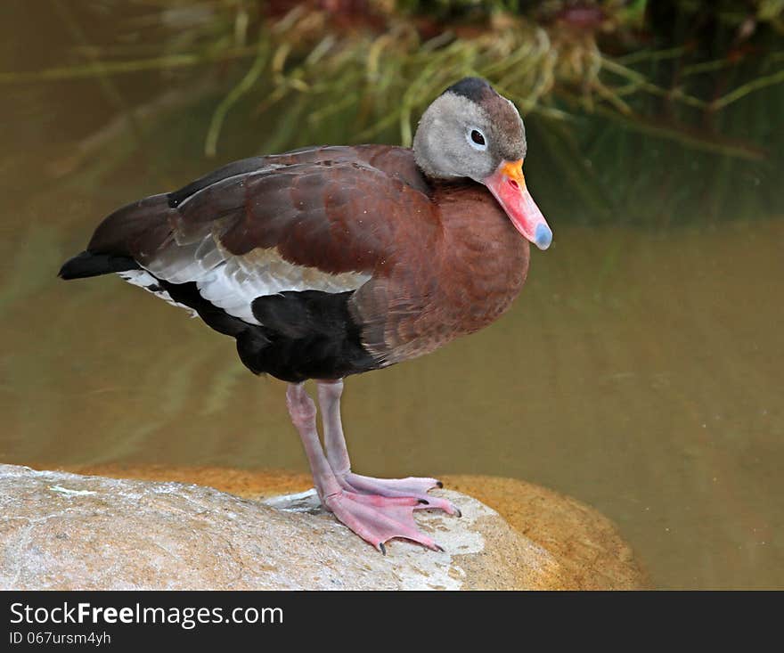 Cute Whistling Duck Standing On Rock In Pond