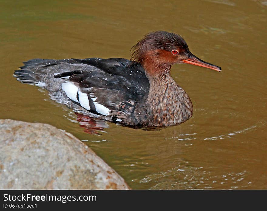 Female Merganser Swimming In Brown Water. Female Merganser Swimming In Brown Water