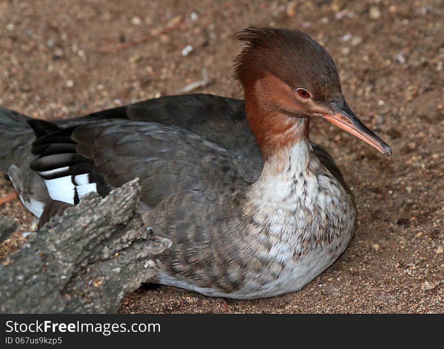 Female Merganser Sitting On Brown Gravel. Female Merganser Sitting On Brown Gravel