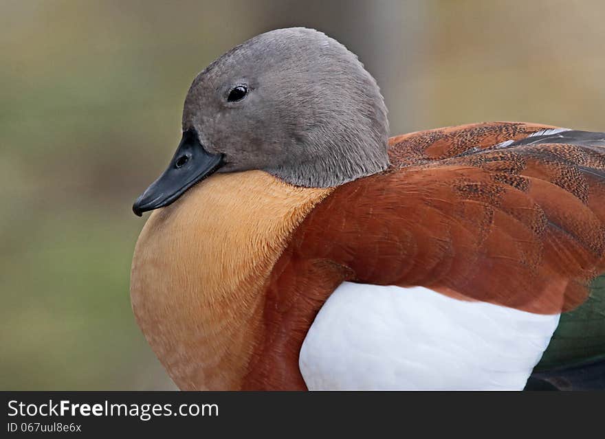 Close up profile of gray headed waterfowl sitting. Close up profile of gray headed waterfowl sitting