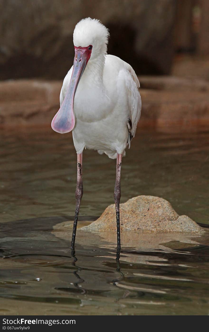 White spoonbill bird Standing in clear water