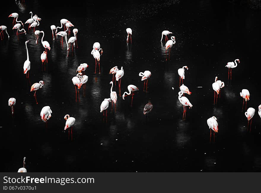 Flamingos