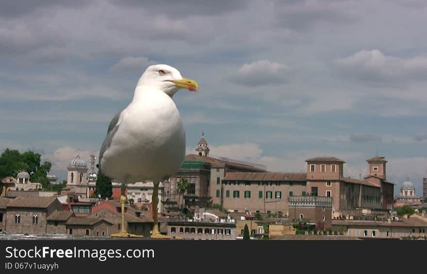 Day. Sunny but the sky storm clouds gather. Against the background of the old city (Venice) is a seagull close up. Seagull turns his head and opens his beak. Day. Sunny but the sky storm clouds gather. Against the background of the old city (Venice) is a seagull close up. Seagull turns his head and opens his beak