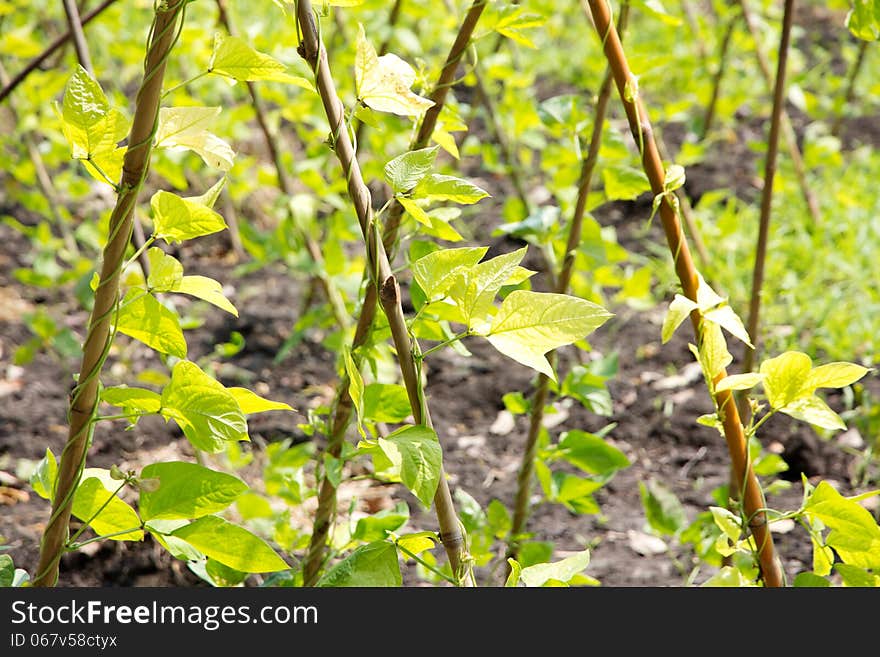 Yardlong bean farm